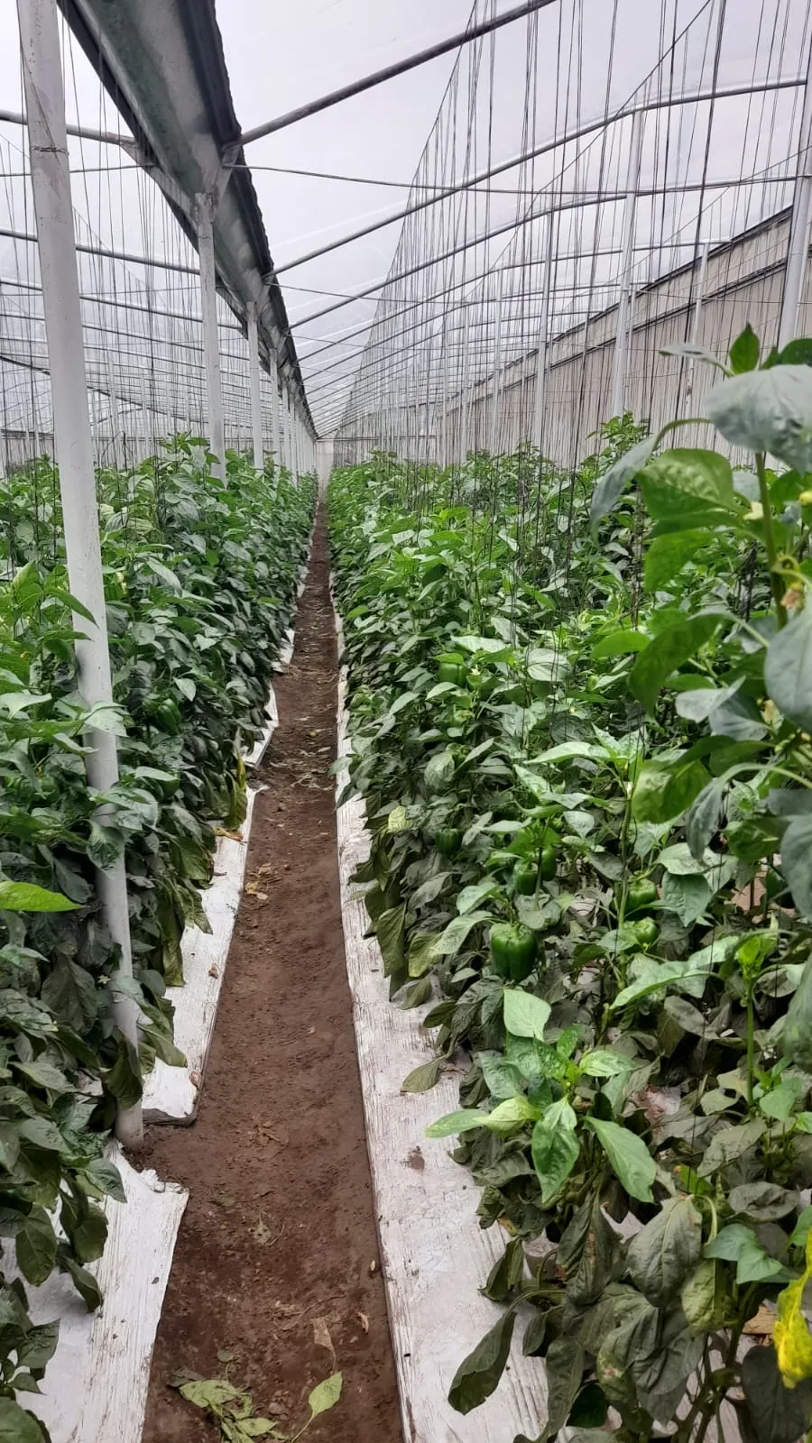 Productos agrícolas frescos