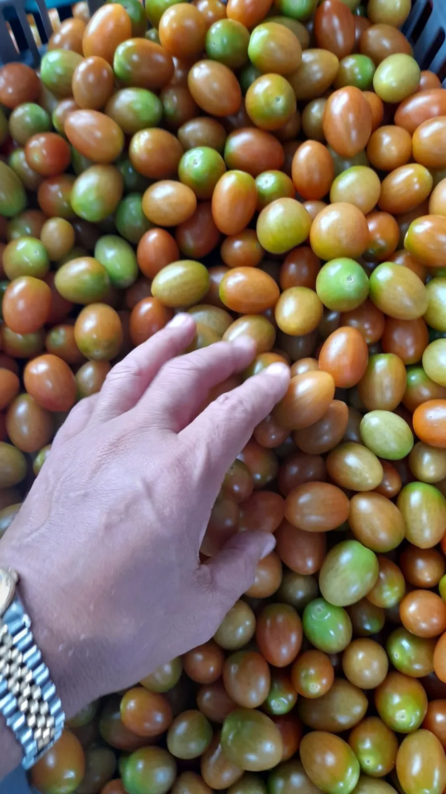 Cosecha para agroexportación