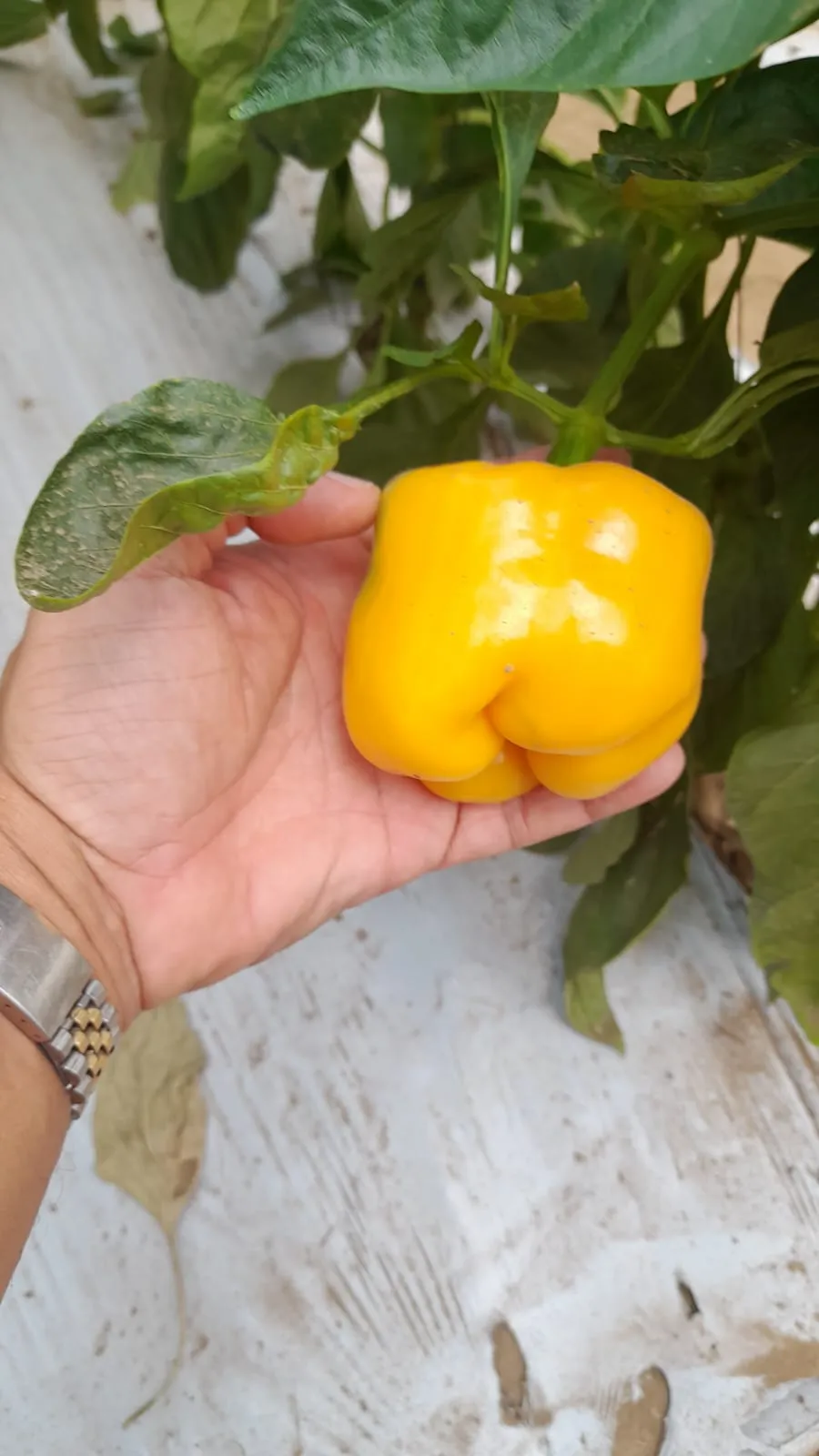 Selección de productos frescos