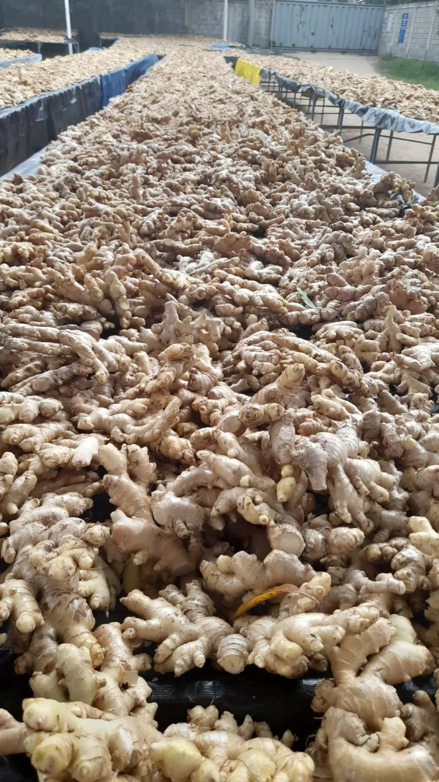 Operación de campo Cariwox