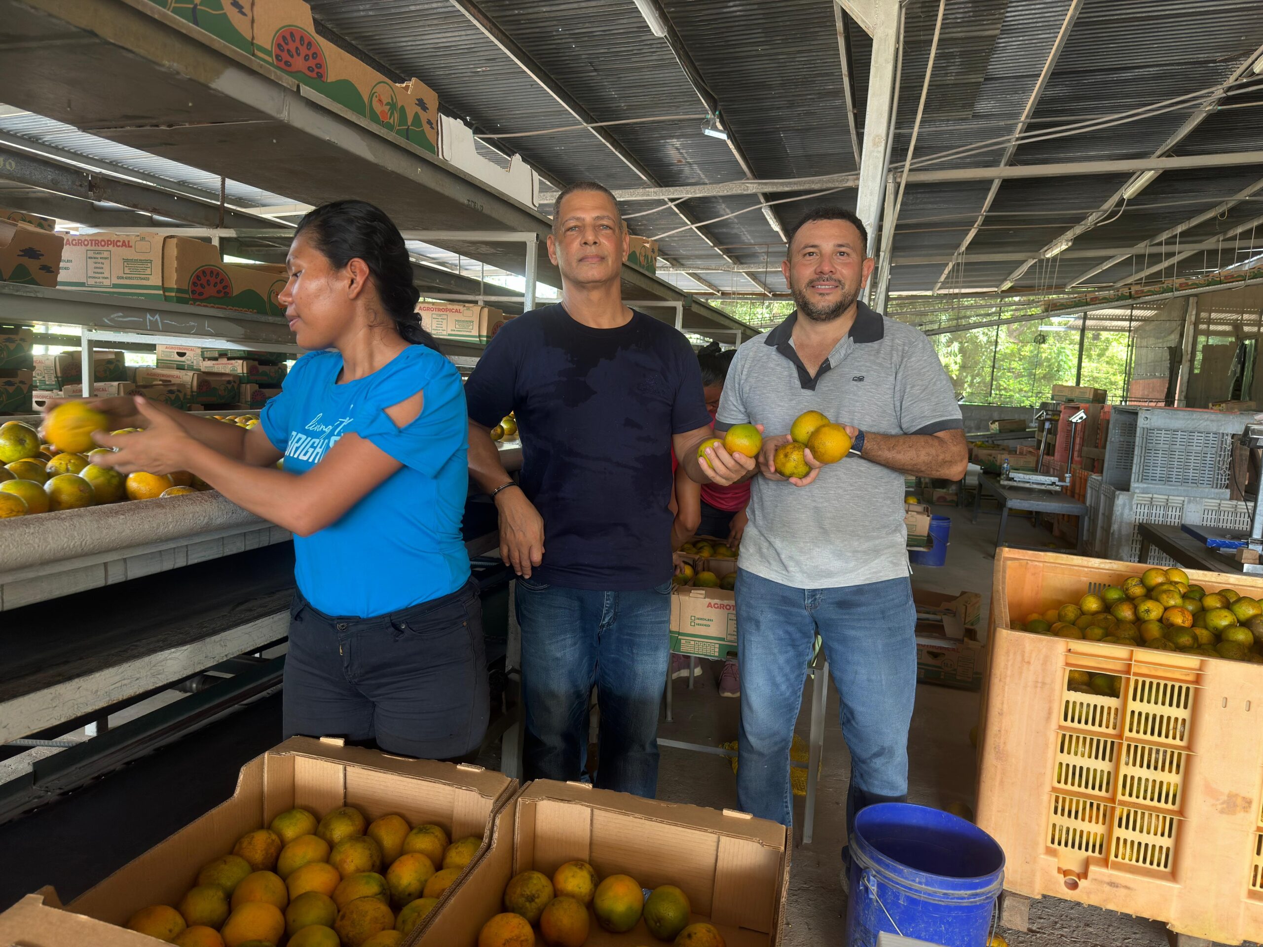 Equipo Cariwox trabajando en la selección de cítricos