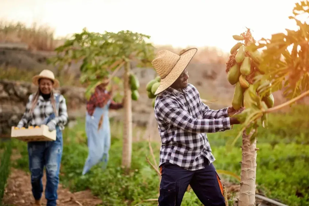 Productores trabajando en una cosecha