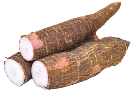 Cassava